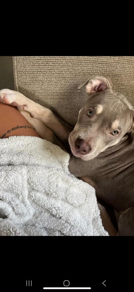 Beautiful male Staffie x american bully puppy