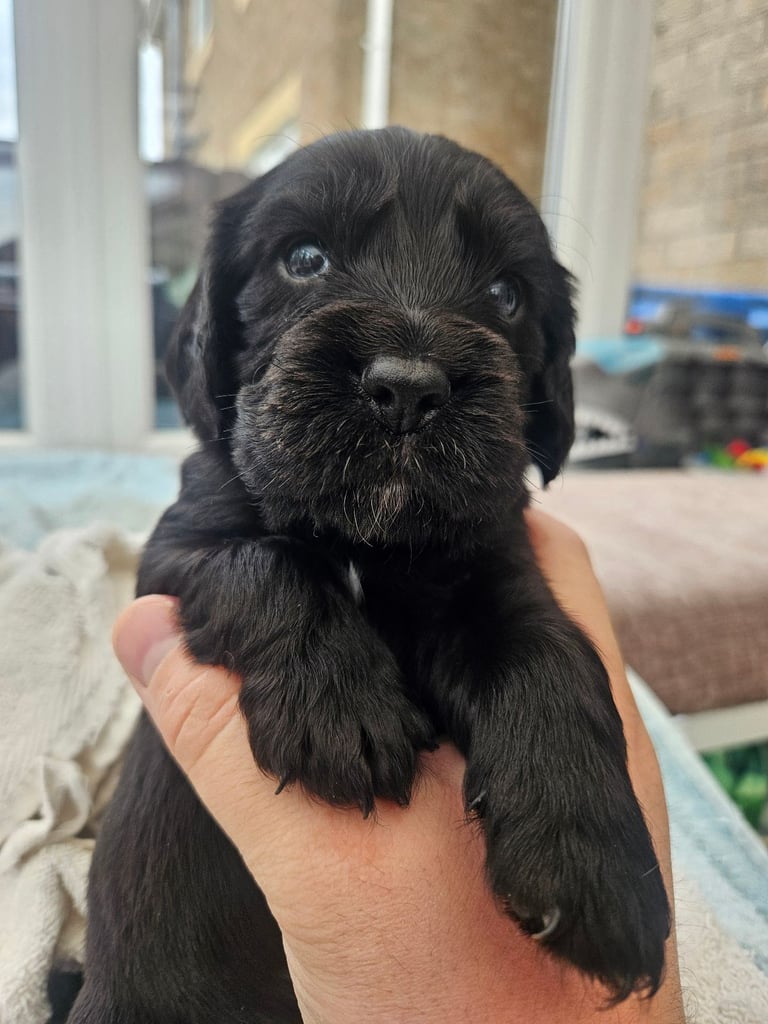 image for Cocker Spaniel Pups