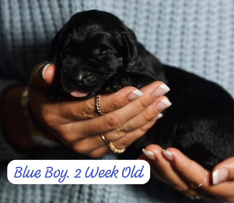 Labrador Retriever Puppies Available Now