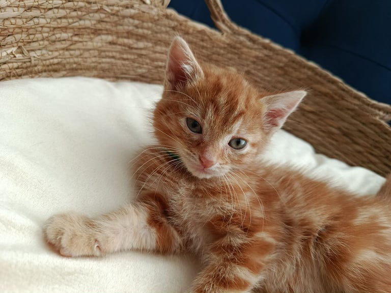 Adorable Kittens - domestic shorthair