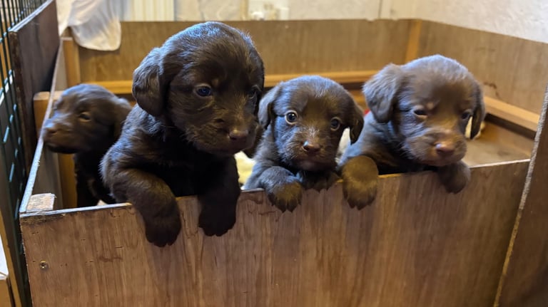 READY THIS WEEKEND Adorable Labradoodle 