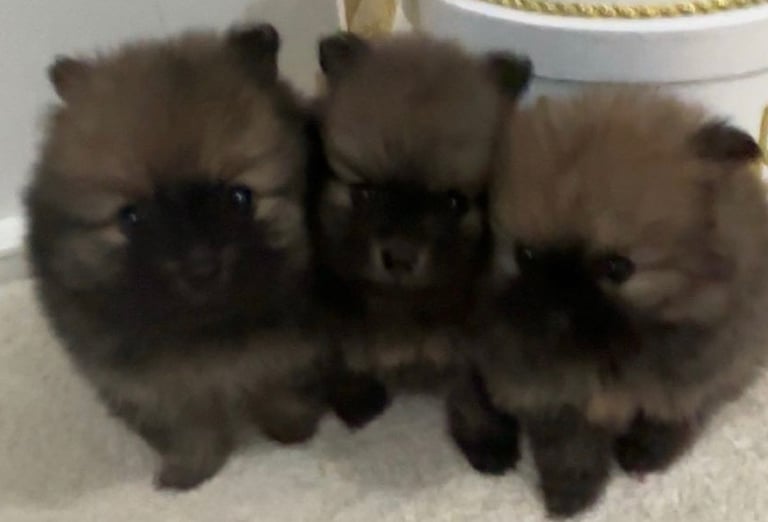 Tiny Pomeranian puppies
