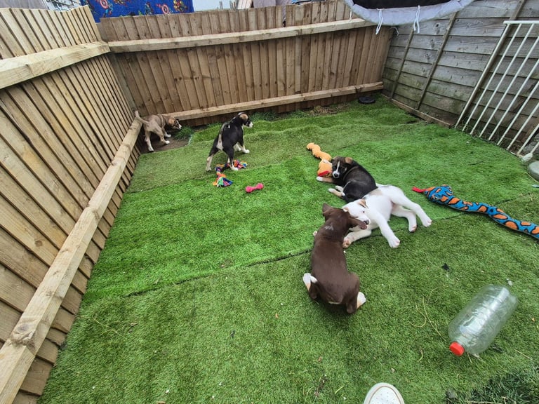 Husky mix puppies - 4 girls left! 