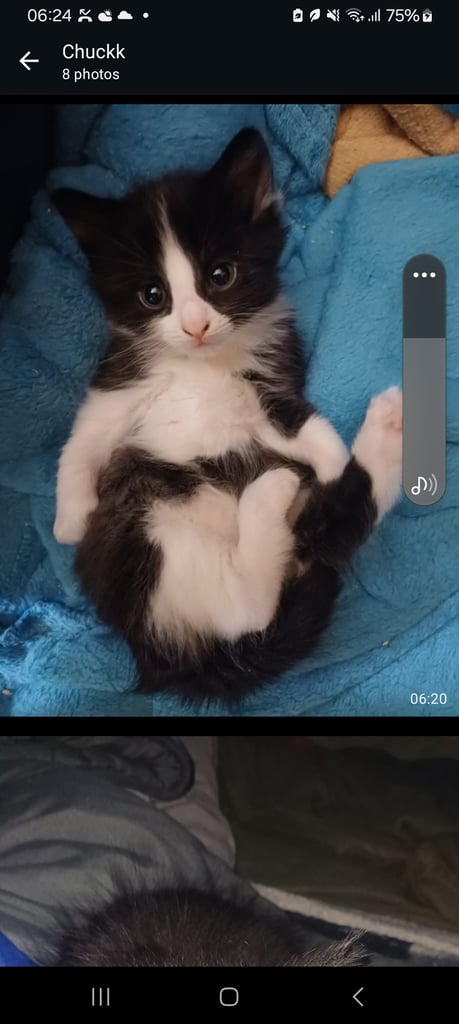 Kittens