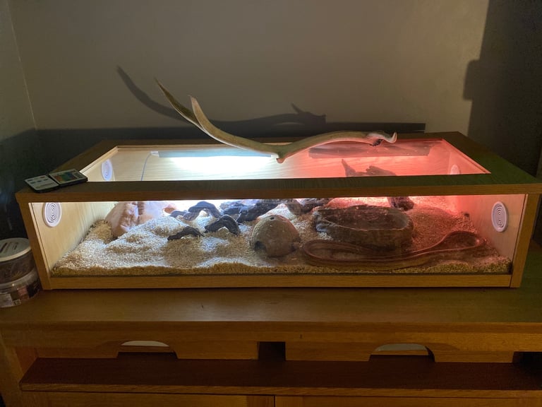 Corn snake plus modern viverium 
