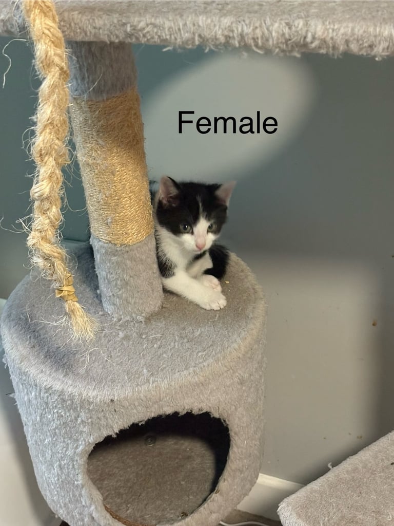 Kittens For Sale
