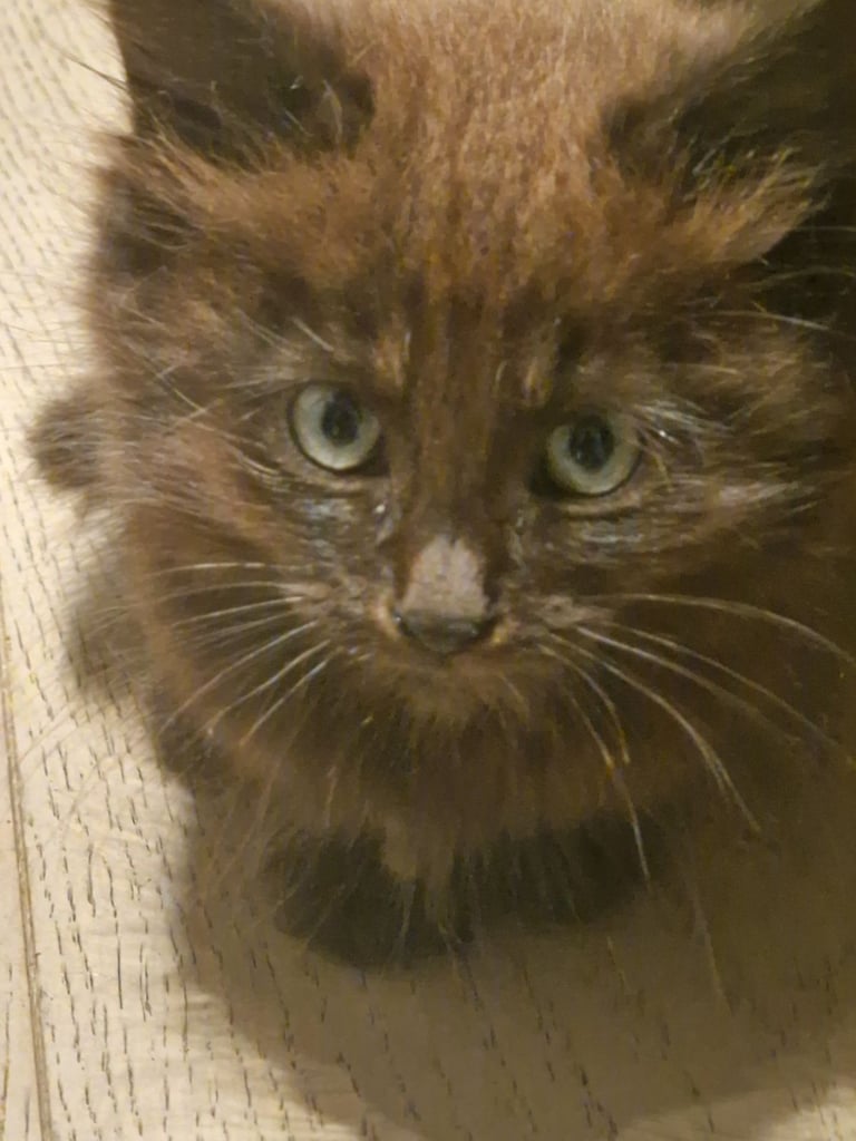 2 Orange ( Ginger ) kittens, boys , and 5 black ( persian ) kittens for sale 3 boys and 2 girls