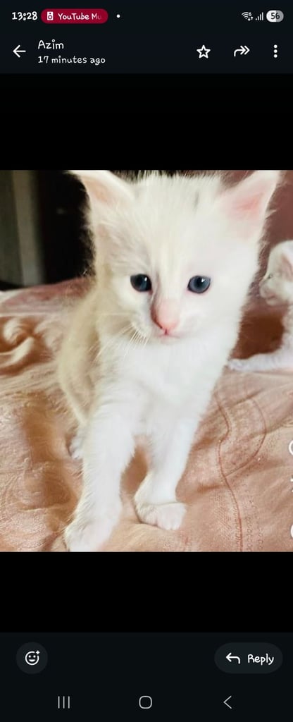 Turkish angora kittens 