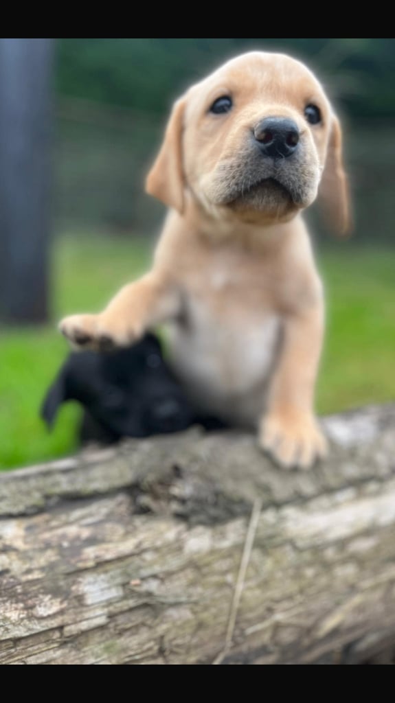 Gorgeous KC lab pups! 