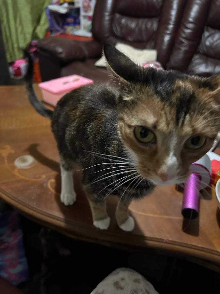 I have two cats I would like to rehome 