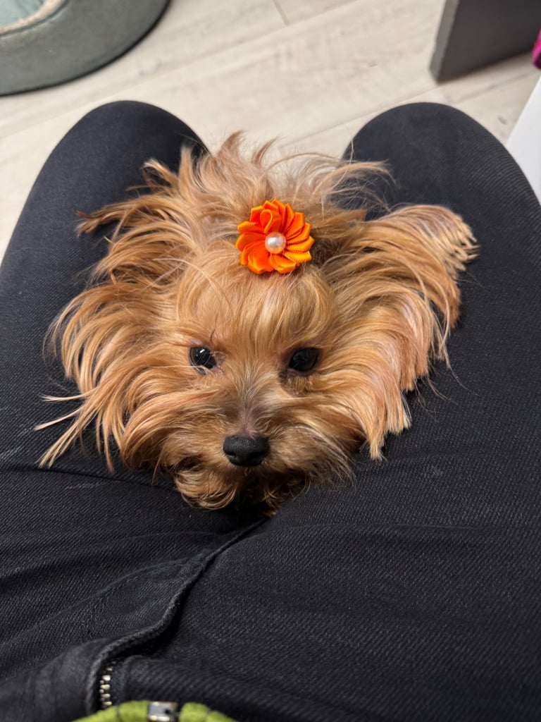 image for Yorkshire terrier puppy 