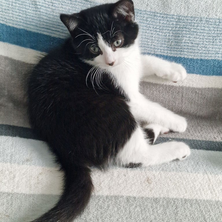 BLACK WHITE KITTEN GIRL 