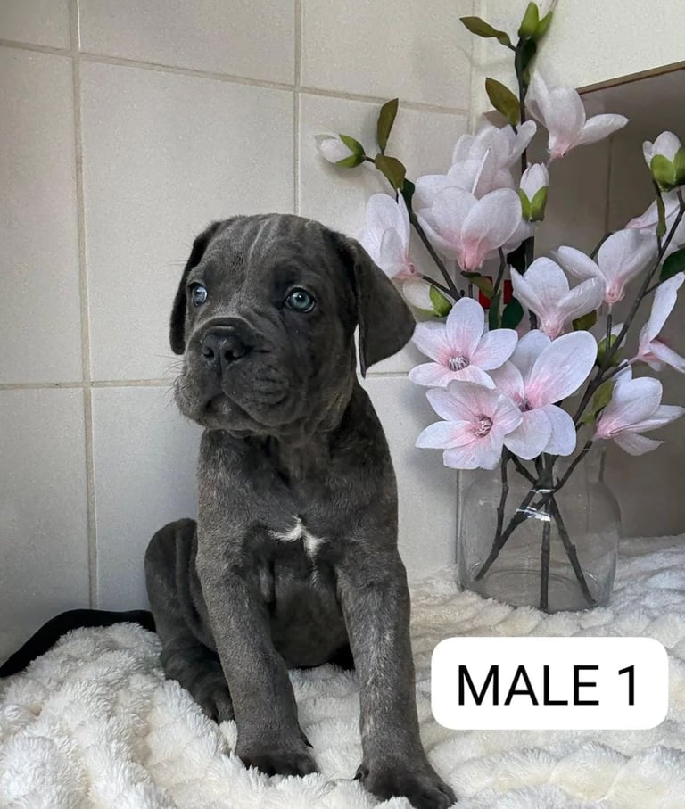 image for Italian Mastiff X Cane Corso Puppies 