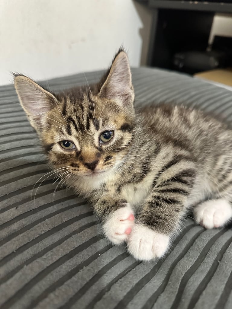 🐾 Adorable Kittens Ready for Their Forever Homes! 🏡