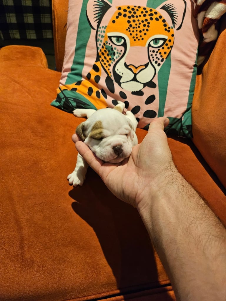 British Bulldog Staff cross (Old Tyme Bulldog)