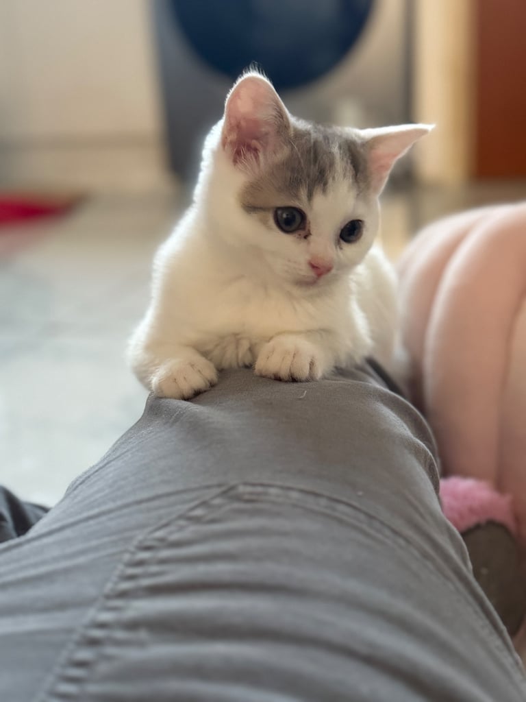 ❤️  Lovely Kittens ❤️