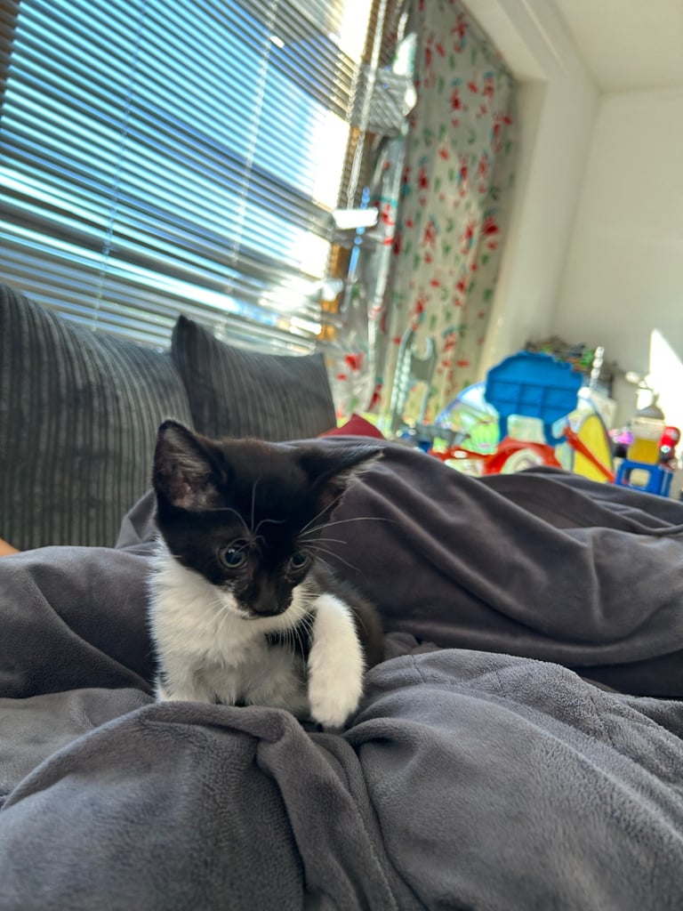 Kitten for sale 