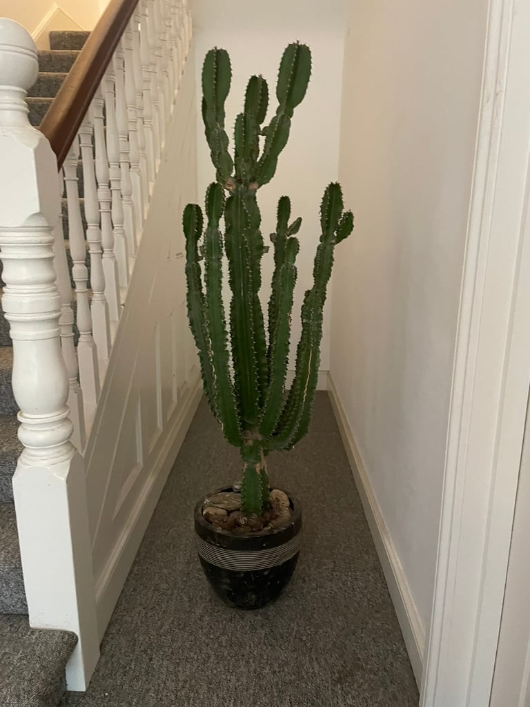 Big cactus plant 