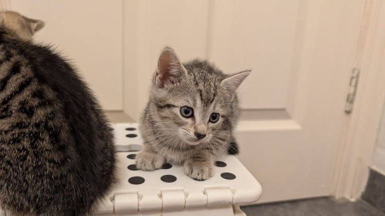 Kittens check description 