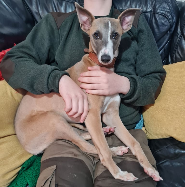 image for Full bred whippet 