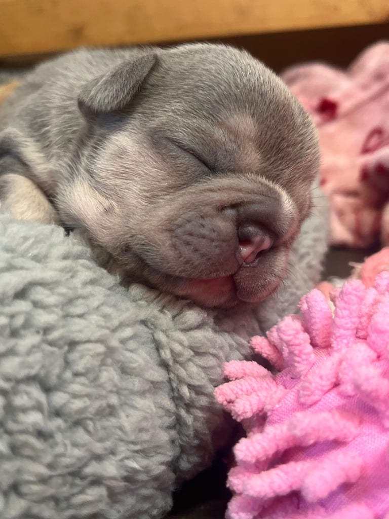 🩷FRENCHIE PUPS FOR SALE🩷