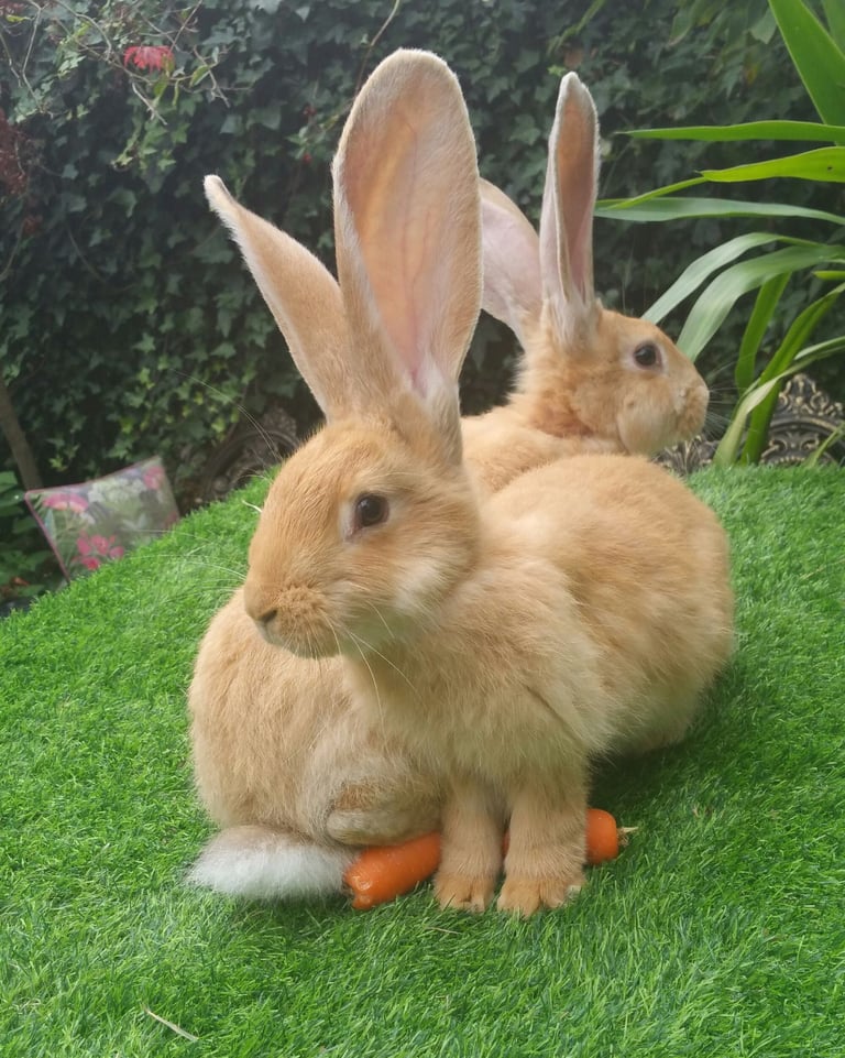 Gorgeous Pure Continental Giants - Fully Vaccinated - Ready Now 