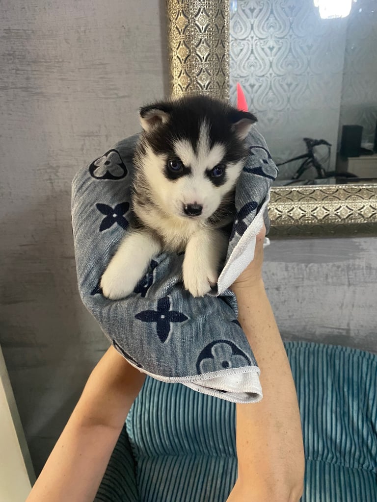 4 beautiful Siberian husky puppies 