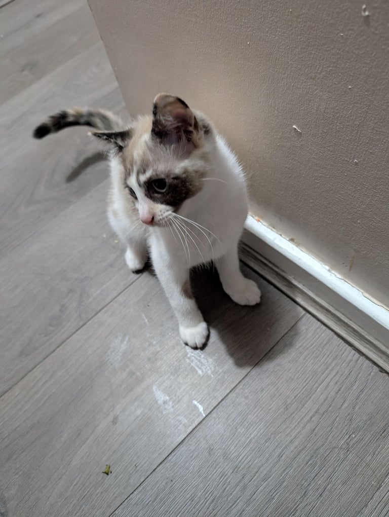 Female kitten 