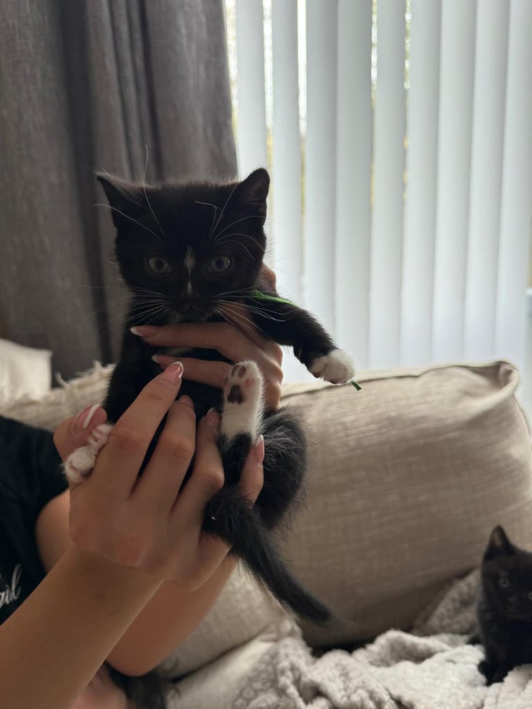 Half british shorthair kitten