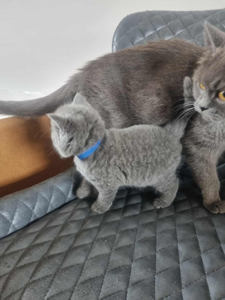 Beautiful British Shorthair kittens 