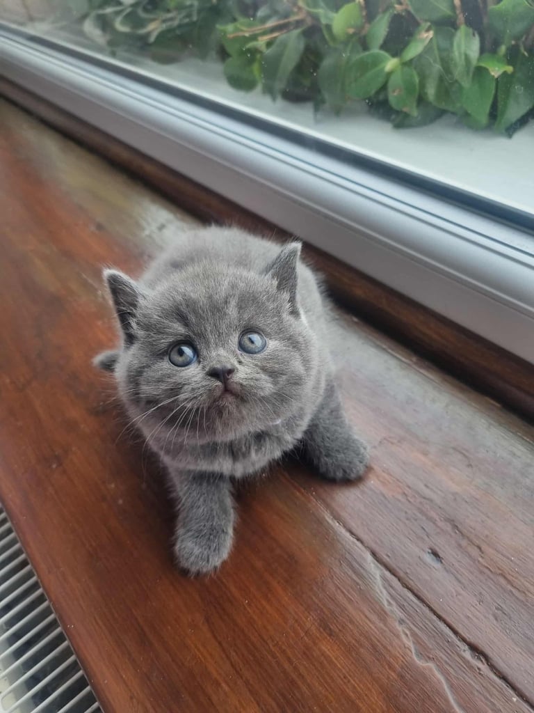 Beautiful British Shorthair kittens 