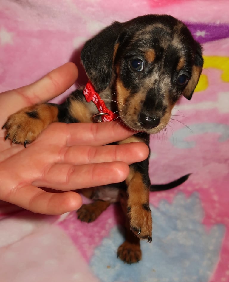 Miniature dachshund pups