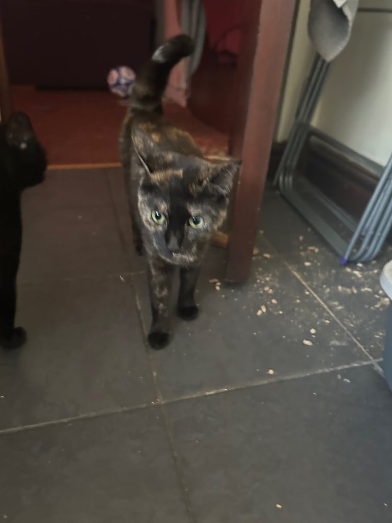 Female Domestic short haired tabby cat