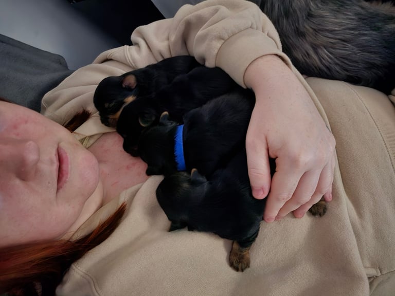Biewer/Yorkie
