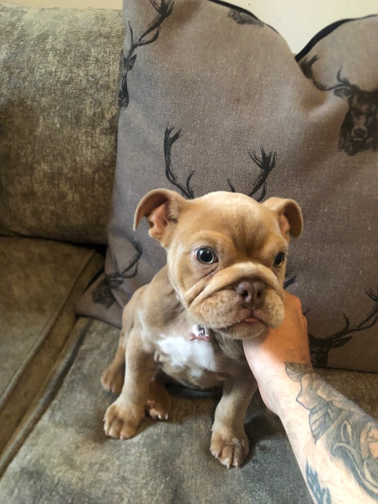 💕 English bulldog 💕