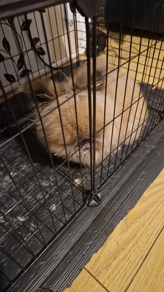 2 beautiful lionhead rabbits