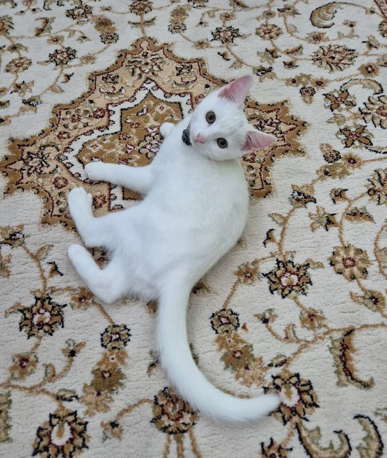 White kitten