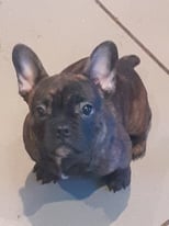 French Bulldog Stunning Female Pup 15 weeks old 