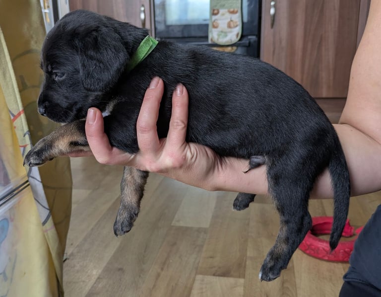 8 Springer, jack X staffy,whippet,saluki,bull greyhound puppies 
