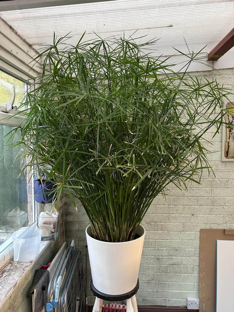 Papyrus plant (indoors)