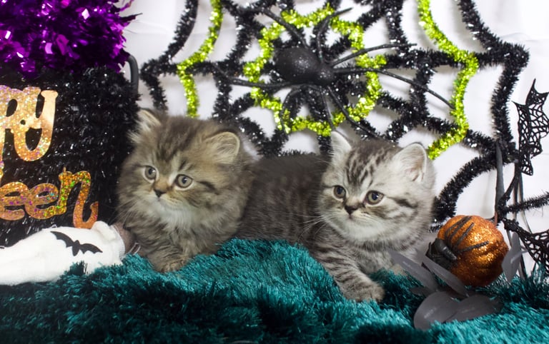image for Beautiful bsh kittens loving for forever homes 