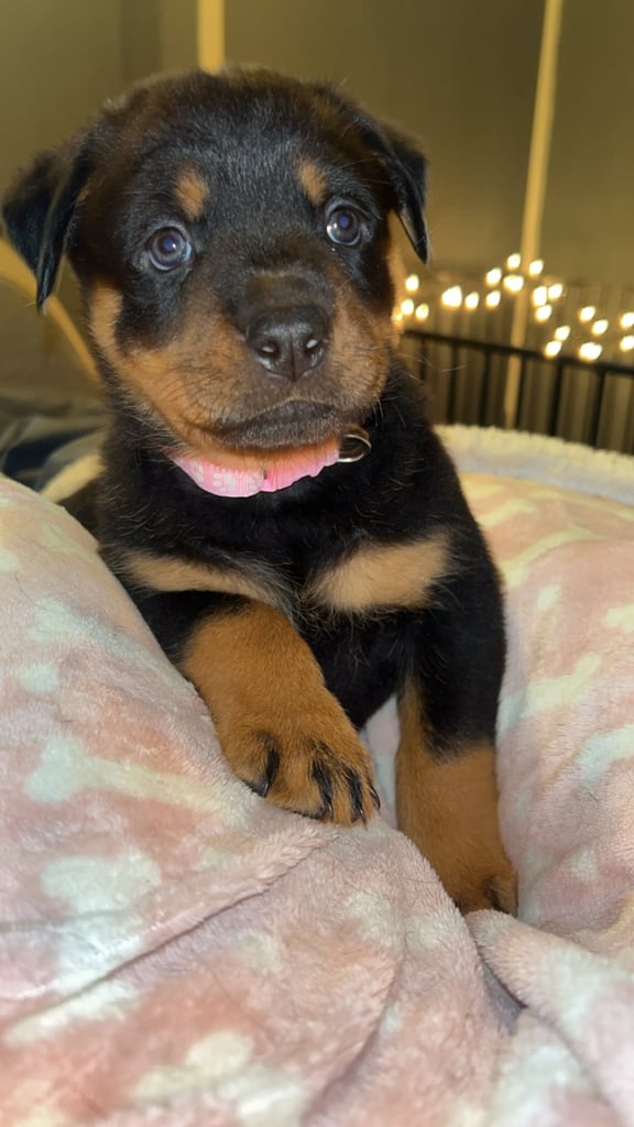 Beautiful Rottweiler pups