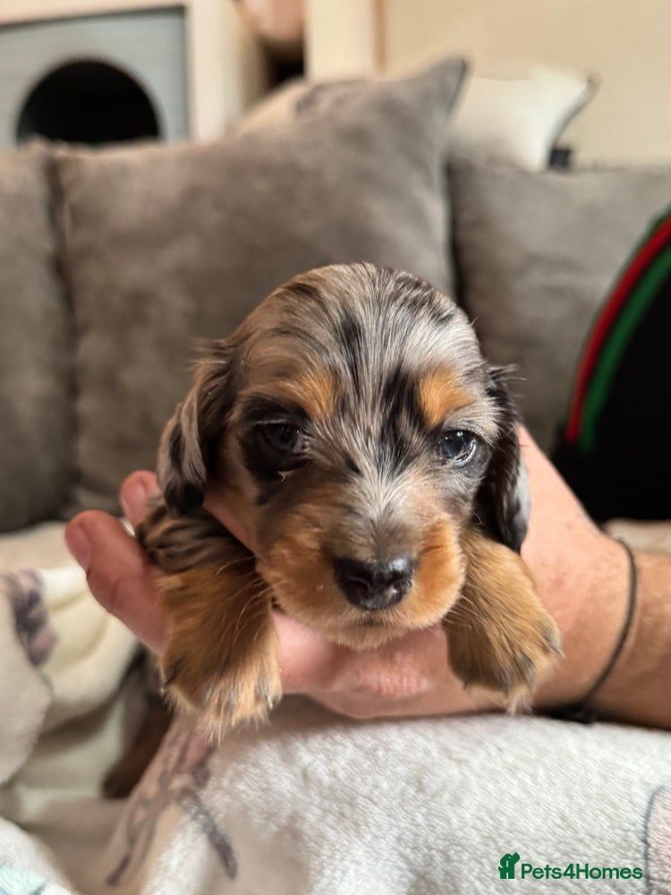 Beautifull Minature Daschunds 