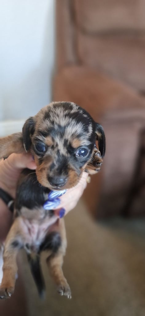 Dachsund puppies