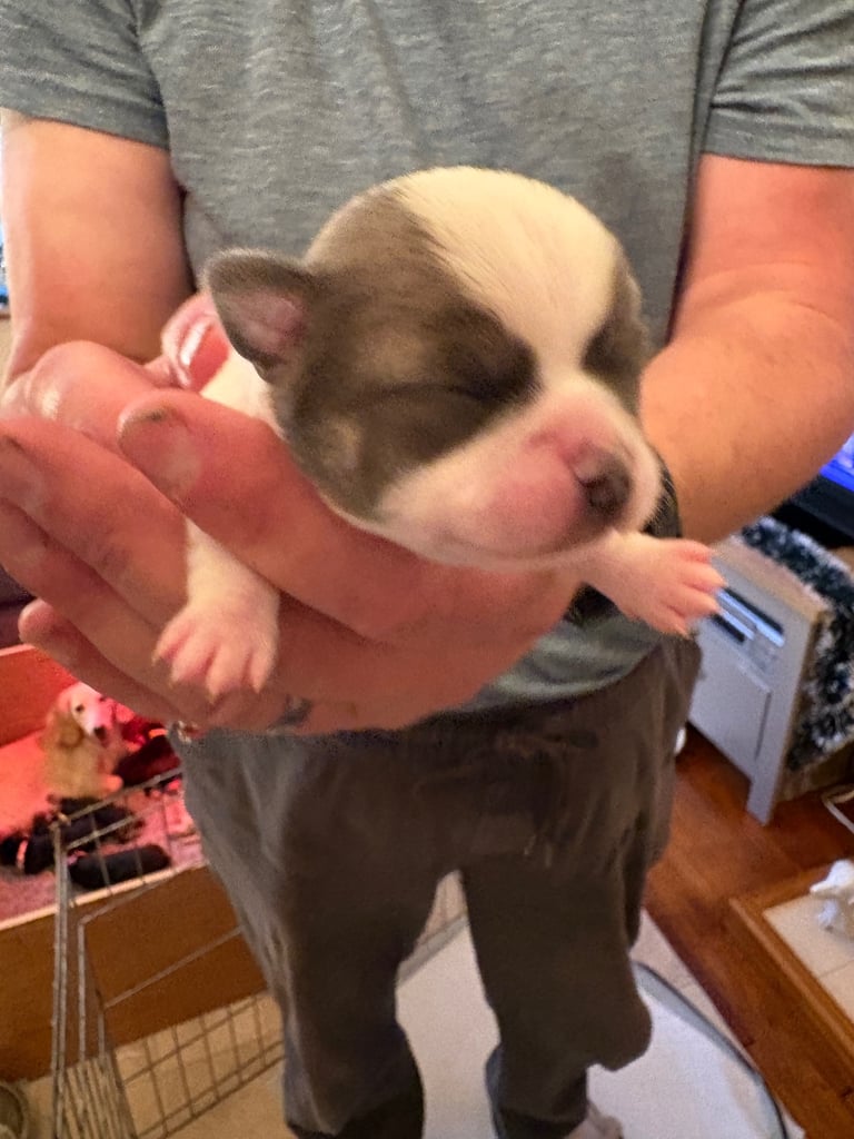 Chihuahua puppies for sale x 2 