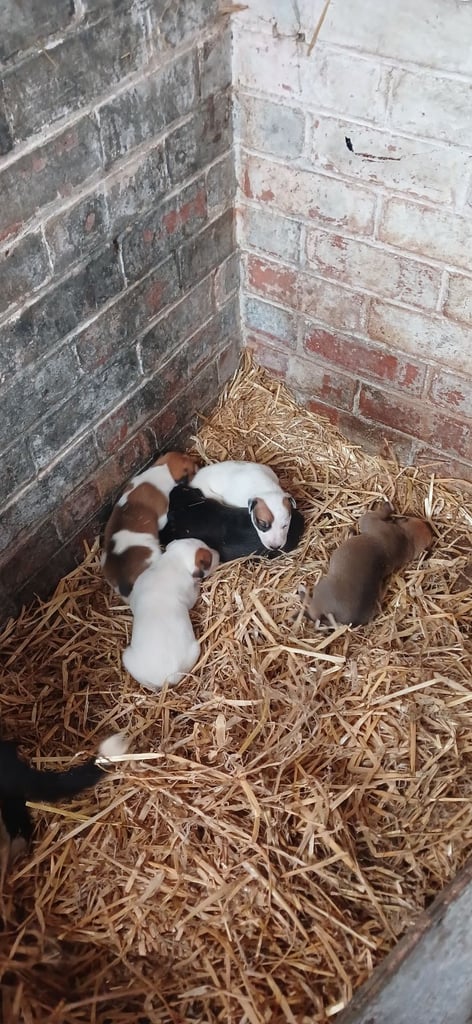 Lurcher puppies  for sale