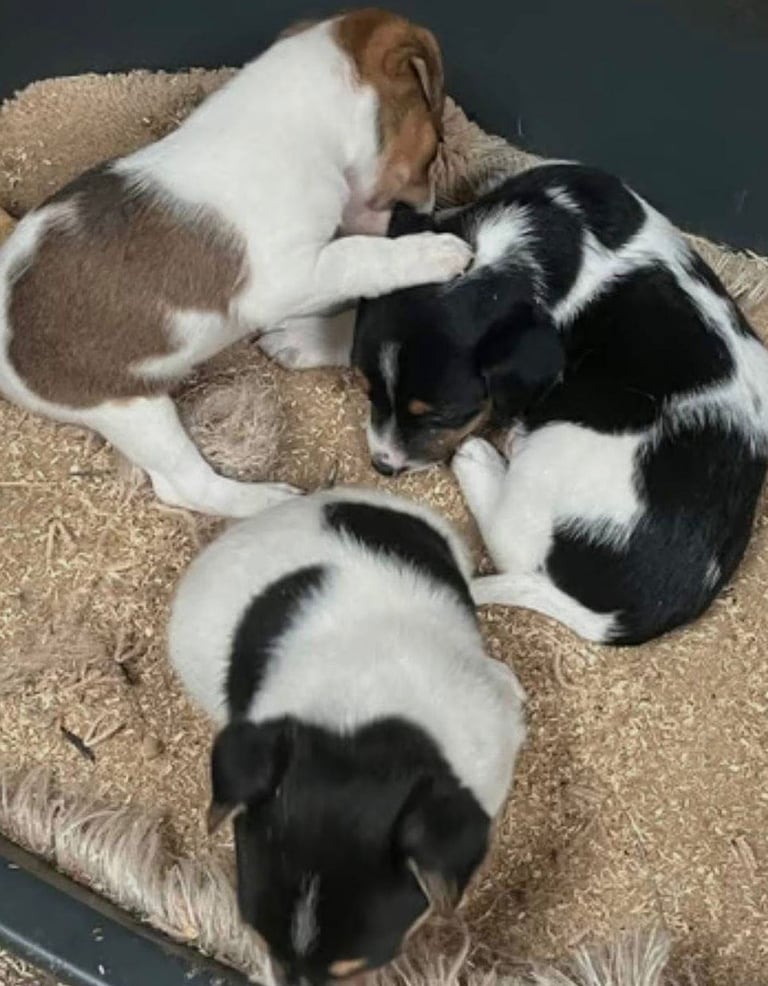 Miniature jack russell puppies 