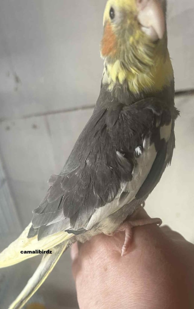 baby cockatiels ( hand reared )