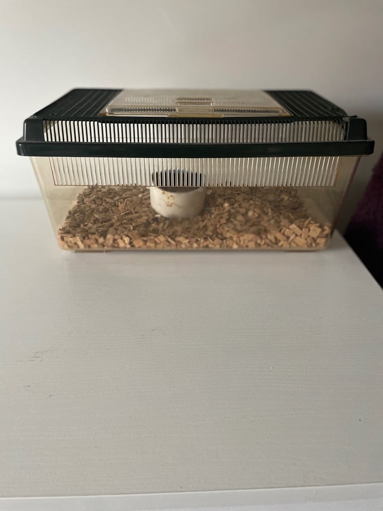 Corn snake + full setup 