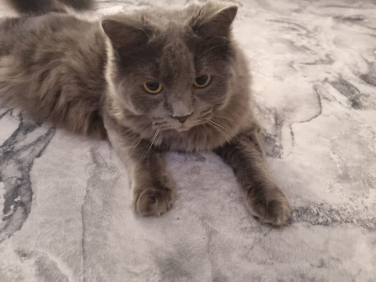 Ragdoll cross  young male cat 